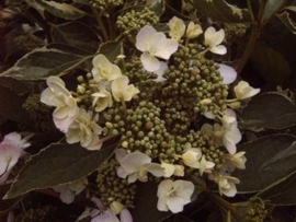 Hydrangea macr. Tricolor (H17)