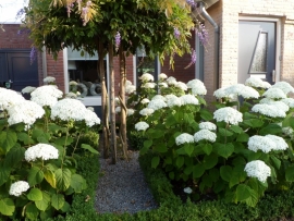 HYdrangea arb. Incrediball (H139)