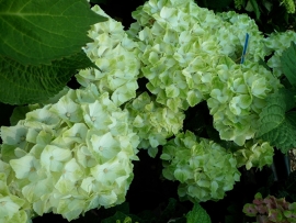 Hydrangea macr. Caphrina Wit c4