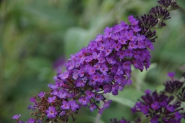 Buddleja Buzz Pink Purple