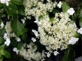 Hydrangea Anomala petiolaris