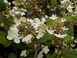 Viburnum plicatum Watanabe  c7.5