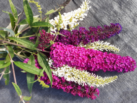 Buddleja dav. Tricolor