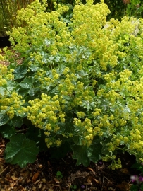 Alchemilla mollis p9