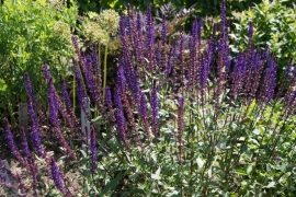 Salvia nemorosa `Caradonna` (salie) (prijs afhankelijk potmaat) 