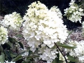 Hydrangea pan. Grandiflora (H33)