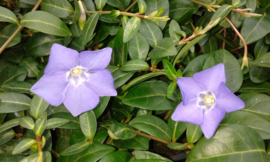 Vinca minor