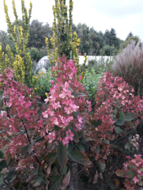 Hydrangea pan. Pink diamond (H61)