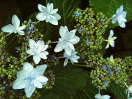 Hydrangea macr. Finya  (Hanabi H18)