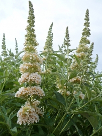 Buddleja Buzz Ivory