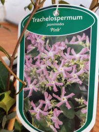 Trachelospernum jasminoides Pink  C2