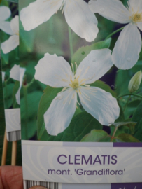 Clematis montana (div. soorten)