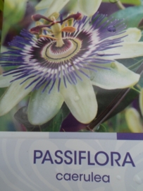 Passiflora cearulea c2