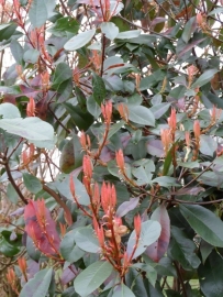 Photinia fras.red robin /  Camilvy c2/3