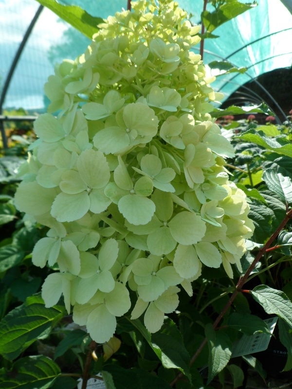 Hydrangea pan. Polar Bear (H149) op stam 