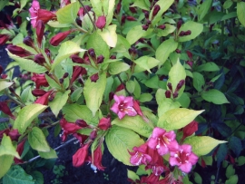 Weigela olympiade c2