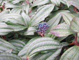 Viburnum Davidii C2-3