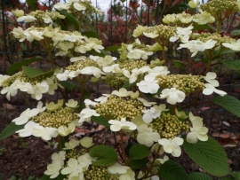 Viburnum plicatum Shasta C5