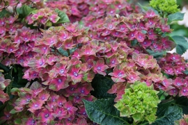 Hydrangea macr. Schloss Wackerbarth (H143)