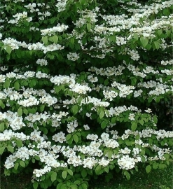 Viburnum plicatum Mariesii c5