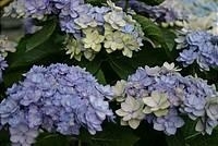 Hydrangea macr. Youme Romance® (H86)