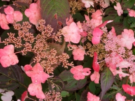 Hydrangea serr. Santiago (H142)