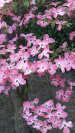 Cornus kousa Satomii c2