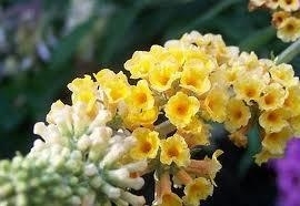 Buddleja weyeriana Honeycomb