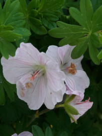 Geranium Dreamland  p9