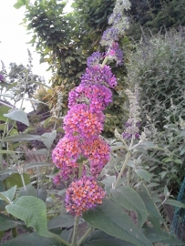 Buddleja weyeriana Flower power