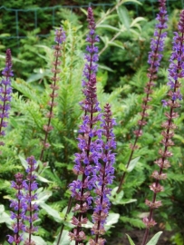 Salvia nemorosa `Ostfriesland` (salie) p9