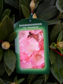 Rhododendron yak. Dreamland C4
