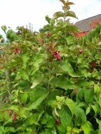 Leycesteria formosa c3