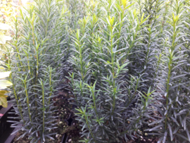 Taxus baccata p9