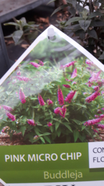 Buddleja Pink micro chip