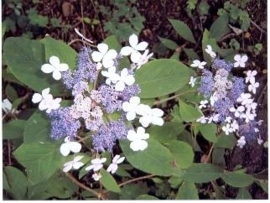 Hydrangea aspera Taiwan Pink (H55)