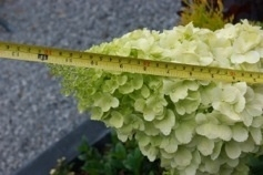Hydrangea pan. Polar Bear (H149) op stam 