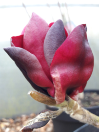 Magnolia Black tulip  C5