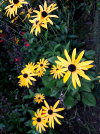 Rudbeckia fulgida `Goldsturm` (zonnehoed) p9