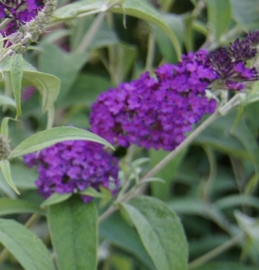 Buddleja Petite Dark Pink