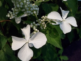 Hydrangea pan. Levana op stam (H155)