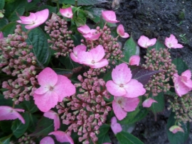 Hydrangea serr. Hallasan (H151)