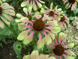 Echinacea green twister p11