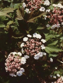 Viburnum Sargentii Onodaga c3