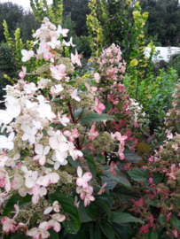 Hydrangea pan. Pink diamond (H61)