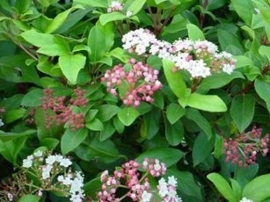 Viburnum Tinus