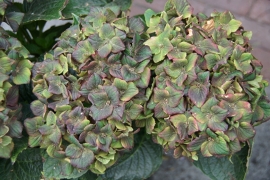 Hydrangea macr. Schloss Wackerbarth (H143)