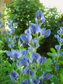 Baptisia australis (valse indigo, indigolupine) p11