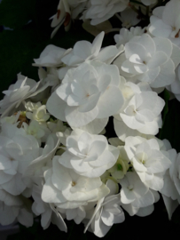 Hydrangea macr. Doppio Bianco (H168)