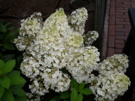 Hydrangea pan. Bobo (H137)